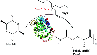 Graphical abstract: Glycol-functionalized ionic liquids for high-temperature enzymatic ring-opening polymerization