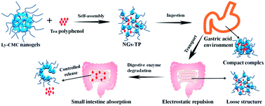 Graphical abstract: Enhancing the antitumor activity of tea polyphenols encapsulated in biodegradable nanogels by macromolecular self-assembly