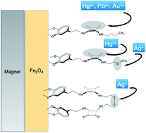 Graphical abstract: Removal of Au3+ and Ag+ from aqueous media with magnetic nanoparticles functionalized with squaramide derivatives