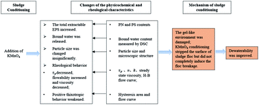 Graphical abstract: Effects of potassium permanganate conditioning on dewatering and rheological behavior of pulping activated sludge: mechanism and feasibility
