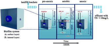 Graphical abstract: The performance and associated mechanisms of carbon transformation (PHAs, polyhydroxyalkanoates) and nitrogen removal for landfill leachate treatment in a sequencing batch biofilm reactor (SBBR)