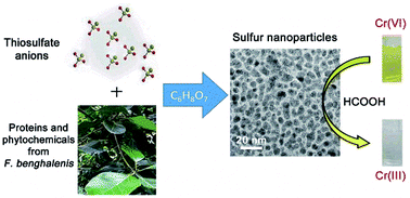 Graphical abstract: Green synthesis of sulfur nanoparticles and evaluation of their catalytic detoxification of hexavalent chromium in water