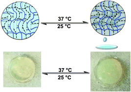 Graphical abstract: Water recycling efficacies of extremely hygroscopic, antifouling hydrogels