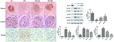 Graphical abstract: Quercetin ameliorates podocyte injury via inhibition of oxidative stress and the TGF-β1/Smad pathway in DN rats