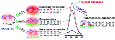 Graphical abstract: The presence of a single-nucleotide mismatch in linker increases the fluorescence of guanine-enhanced DNA-templated Ag nanoclusters and their application for highly sensitive detection of cyanide