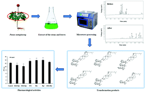 Graphical abstract: Converting ginsenosides from stems and leaves of Panax notoginseng by microwave processing and improving their anticoagulant and anticancer activities