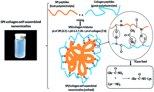 Graphical abstract: Preparation and characterization of soy protein isolate-collagen self-assembled nanomicelles
