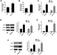 Graphical abstract: Artesunate enhances adriamycin cytotoxicity by inhibiting glycolysis in adriamycin-resistant chronic myeloid leukemia K562/ADR cells