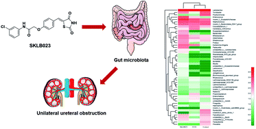 Graphical abstract: Protective effects of SKLB023 on a mouse model of unilateral ureteral obstruction by the modulation of gut microbiota