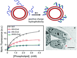 Graphical abstract: Design and characterization of chionodracine-derived antimicrobial peptides with enhanced activity against drug-resistant human pathogens