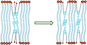 Graphical abstract: Interactions of a paracyclophane-based conjugated oligoelectrolyte with biological membranes