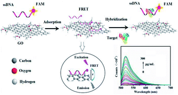 Graphical abstract: An ultrasensitive fluorescent aptasensor for detection of cancer marker proteins based on graphene oxide–ssDNA