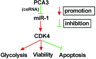 Graphical abstract: Retracted Article: Long noncoding RNA PCA3 regulates glycolysis, viability and apoptosis by mediating the miR-1/CDK4 axis in prostate cancer