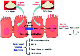 Graphical abstract: Effects of Maillard-type caseinate glycation on the preventive action of caseinate digests in acrylamide-induced intestinal barrier dysfunction in IEC-6 cells