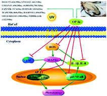 Graphical abstract: Preparation, structure identification and the anti-photoaging activity of peptide fraction OP-Ia from Ostrea rivularis