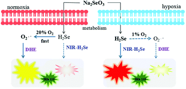 Graphical abstract: Double-ratiometric fluorescence imaging of H2Se and O2˙− under hypoxia for exploring Na2SeO3-induced HepG2 cells' apoptosis