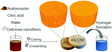 Graphical abstract: Promoted hydrogel formation of lignin-containing arabinoxylan aerogel using cellulose nanofibers as a functional biomaterial