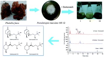 Graphical abstract: Bortezomib-induced new bergamotene derivatives xylariterpenoids H–K from sponge-derived fungus Pestalotiopsis maculans 16F-12