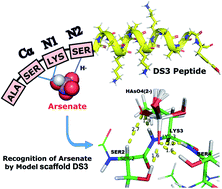 Graphical abstract: Interaction landscape of a ‘CαNN’ motif with arsenate and arsenite: a potential peptide-based scavenger of arsenic