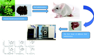 Graphical abstract: A UPLC-MS/MS application for comparisons of the hepatotoxicity of raw and processed Xanthii Fructus by energy metabolites