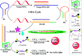 Graphical abstract: Detection of nucleic acids via G-quadruplex-controlled l-cysteine oxidation and catalyzed hairpin assembly-assisted signal amplification