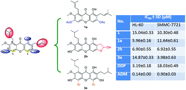 Graphical abstract: Design, synthesis and structure–activity relationships of mangostin analogs as cytotoxic agents