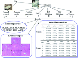 Graphical abstract: Effectiveness of AOS–iron on iron deficiency anemia in rats