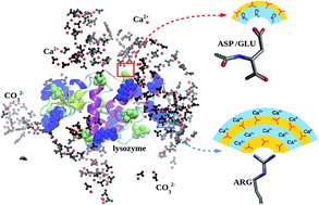 Graphical abstract: Molecular dynamics simulation of protein-mediated biomineralization of amorphous calcium carbonate