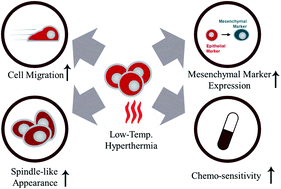 Graphical abstract: Sub-lethal hyperthermia promotes epithelial-to-mesenchymal-like transition of breast cancer cells: implication of the synergy between hyperthermia and chemotherapy