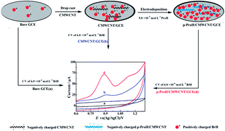 Graphical abstract: An electrochemical sensor based on poly(procaterol hydrochloride)/carboxyl multi-walled carbon nanotube for the determination of bromhexine hydrochloride