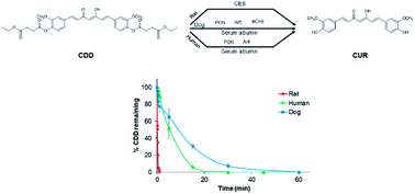 Graphical abstract: Interspecies differences in stability kinetics and plasma esterases involved in hydrolytic activation of curcumin diethyl disuccinate, a prodrug of curcumin