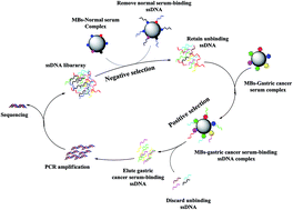 Graphical abstract: DNA aptamers from whole-serum SELEX as new diagnostic agents against gastric cancer