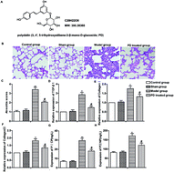 Graphical abstract: Polydatin ameliorates pulmonary fibrosis by suppressing inflammation and the epithelial mesenchymal transition via inhibiting the TGF-β/Smad signaling pathway