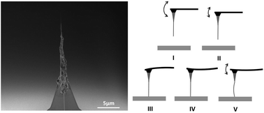 Graphical abstract: Amplitude response of conical multiwalled carbon nanotube probes for atomic force microscopy