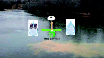 Graphical abstract: Application of a novel Mass Bio System to remove low-concentration ammonia nitrogen from water bodies