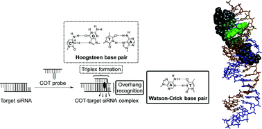Graphical abstract: Design of a fluorogenic PNA probe capable of simultaneous recognition of 3′-overhang and double-stranded sequences of small interfering RNAs