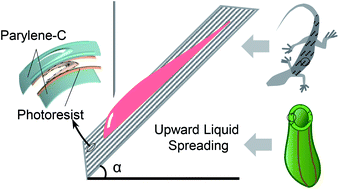 Graphical abstract: A novel microstructure inspired from Nepenthes alata and lizard skin and its enhanced uni-directional liquid spreading property