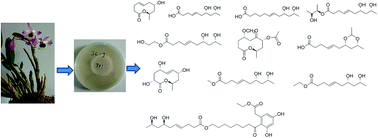 Graphical abstract: Potential antihyperlipidemic polyketones from endophytic Diaporthe sp. JC-J7 in Dendrobium nobile