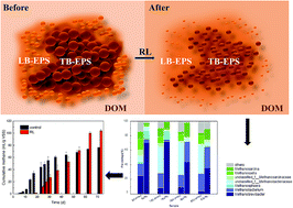 Graphical abstract: Applying rhamnolipid to enhance hydrolysis and acidogenesis of waste activated sludge: retarded methanogenic community evolution and methane production