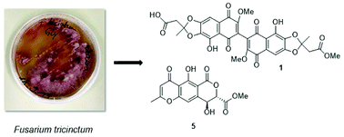 Graphical abstract: Co-culture of the fungus Fusarium tricinctum with Streptomyces lividans induces production of cryptic naphthoquinone dimers