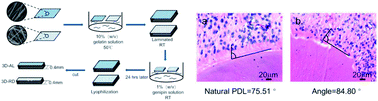 Graphical abstract: Gelatin-assisted conglutination of aligned polycaprolactone nanofilms into a multilayered fibre-guiding scaffold for periodontal ligament regeneration