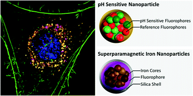 Graphical abstract: Intracellular processing of silica-coated superparamagnetic iron nanoparticles in human mesenchymal stem cells