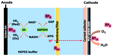 Graphical abstract: Composition and distribution of internal resistance in an enzymatic fuel cell and its dependence on cell design and operating conditions