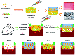 Graphical abstract: A Col I and BCP ceramic bi-layer scaffold implant promotes regeneration in osteochondral defects