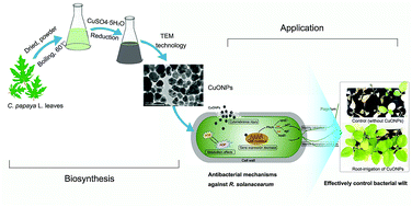Graphical abstract: Various antibacterial mechanisms of biosynthesized copper oxide nanoparticles against soilborne Ralstonia solanacearum