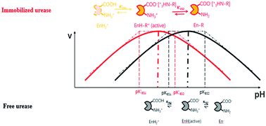 Graphical abstract: Immobilization adjusted clock reaction in the urea–urease–H+ reaction system