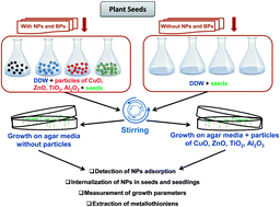 Graphical abstract: Understanding the phyto-interaction of heavy metal oxide bulk and nanoparticles: evaluation of seed germination, growth, bioaccumulation, and metallothionein production