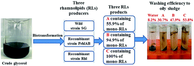 Graphical abstract: Production of rhamnolipids with different proportions of mono-rhamnolipids using crude glycerol and a comparison of their application potential for oil recovery from oily sludge