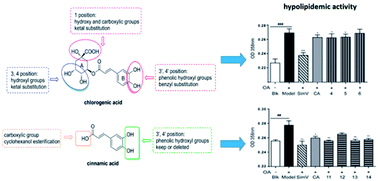 Graphical abstract: The caffeic acid moiety plays an essential role in attenuating lipid accumulation by chlorogenic acid and its analogues