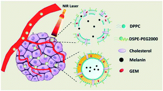 Graphical abstract: Dual-functional melanin-based nanoliposomes for combined chemotherapy and photothermal therapy of pancreatic cancer